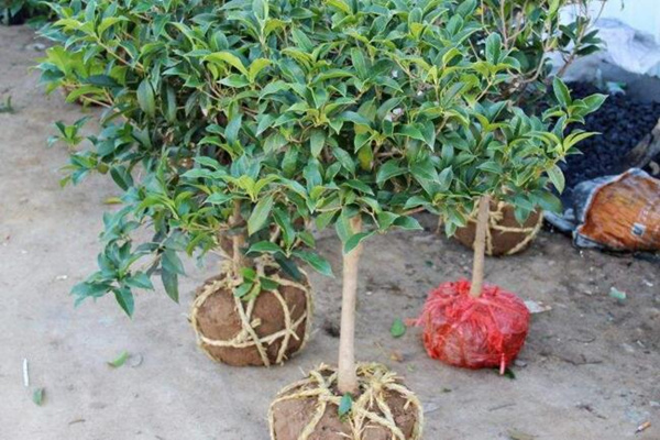 桂花樹苗怎麼移栽，5步即可完成樹苗的移栽