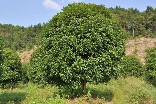 桂花樹苗怎麼移栽，5步即可完成樹苗的移栽