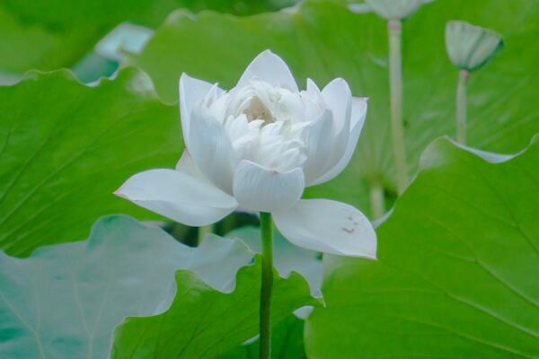 荷花一般什麼時候開，最早5月就能綻放