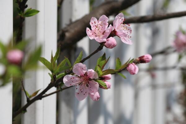 櫻花樹怎麼養，5步即可養好櫻花樹