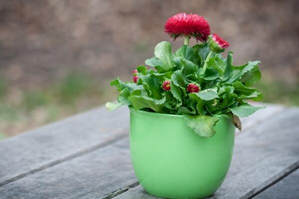 菊花怎麼扡插，3—5月扡插成活率最高