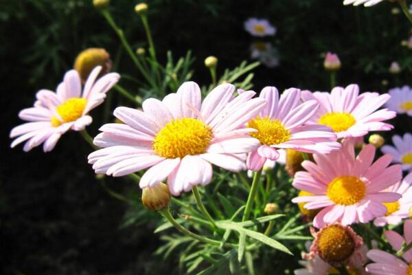 盆栽菊花怎樣過冬，修剪過後搬入室內養護