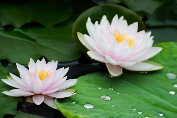 荷花老葉子能摘掉嗎，隻有在秋季蓮藕成熟後才能摘去