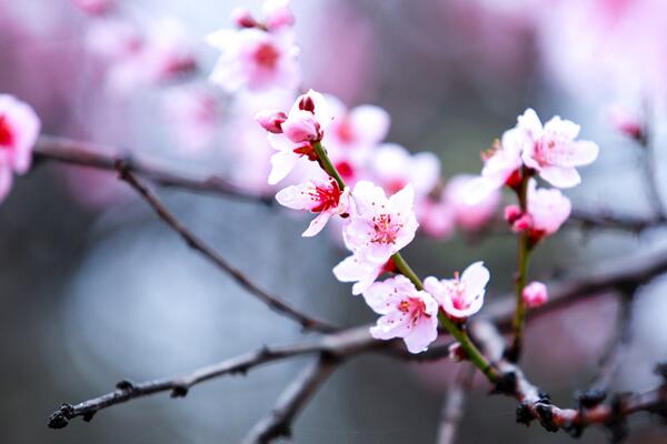 桃花什麼時候開，每年的3~4月綻放