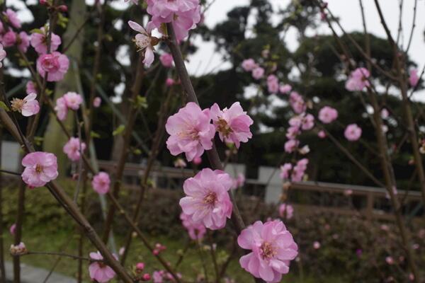 桃花什麼時候開，每年的3~4月綻放