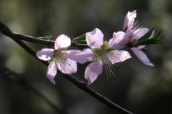 桃花什麼時候開，每年的3~4月綻放