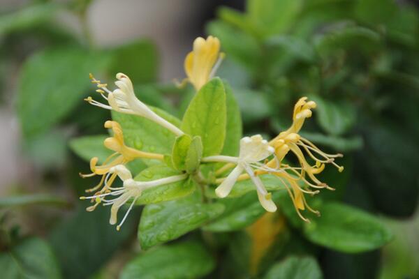 金銀花葉子發黃怎麼辦，修剪葉片並加強養護