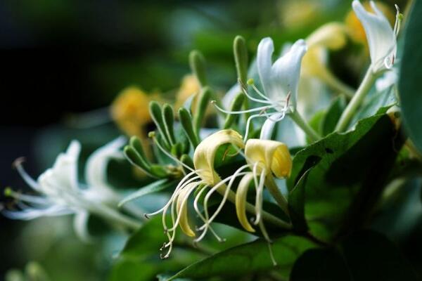 金銀花葉子發黃怎麼辦，修剪葉片並加強養護