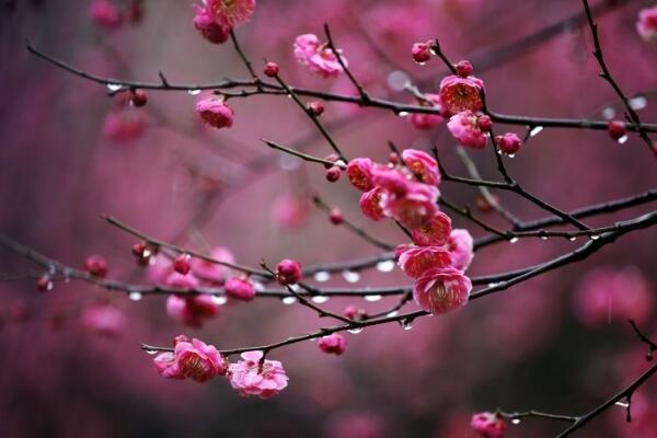 梅花什麼時候開花，每年的1~3月