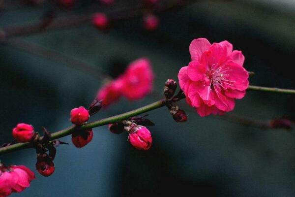 梅花什麼時候開花，每年的1~3月