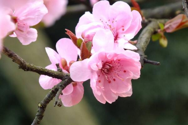 梅花什麼時候開花，每年的1~3月