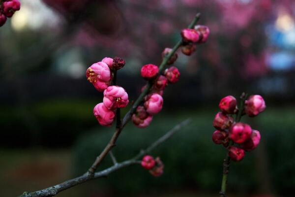 梅花什麼時候開花，每年的1~3月