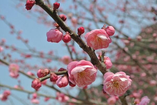 梅花什麼時候開花，每年的1~3月