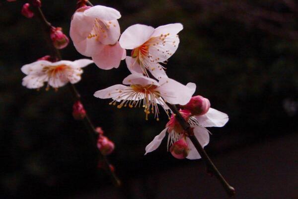 梅花怎麼養，梅花養殖5大要點