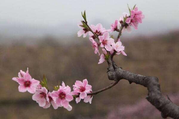 梅花怎麼養，梅花養殖5大要點