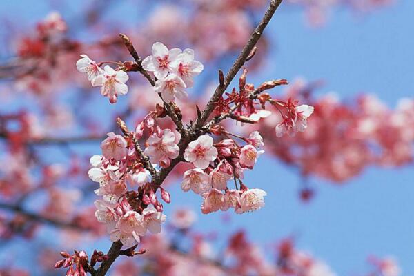 桃花怎麼施肥，桃花四季施肥要點