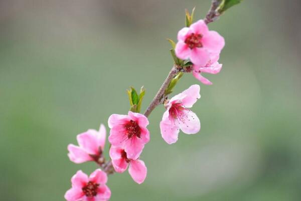 桃花怎麼施肥，桃花四季施肥要點