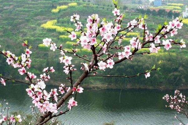 桃花怎麼施肥，桃花四季施肥要點