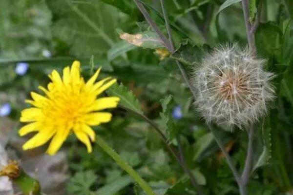 蒲公英在什麼季節開放，每年的夏秋季節綻放