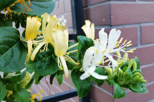 金銀花為什麼不開花，可能是光照、養分不足導致