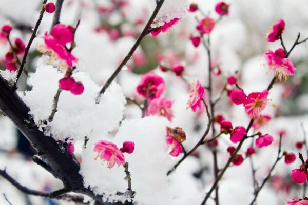 梅花根發黴能救活嗎，及時修剪並更換土壤