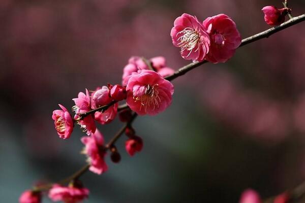 盆栽梅花怎麼施肥，梅花施肥四大要點