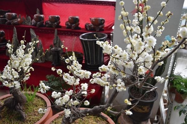 盆栽梅花怎麼施肥，梅花施肥四大要點