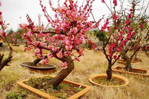 盆栽梅花的管理方法，梅花日常養護5大要點