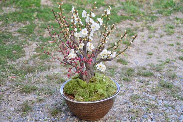 盆栽梅花的管理方法，梅花日常養護5大要點