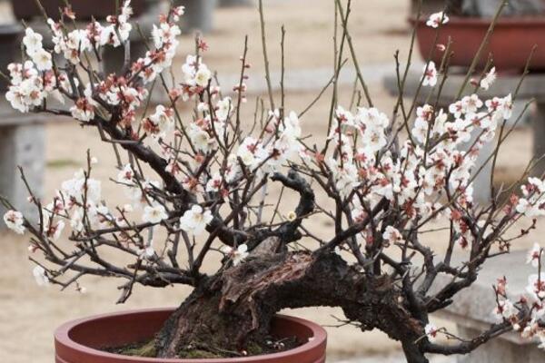 盆栽梅花的管理方法，梅花日常養護5大要點