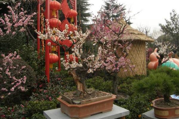 梅花爛根怎麼辦，及時清理爛根並更換土壤