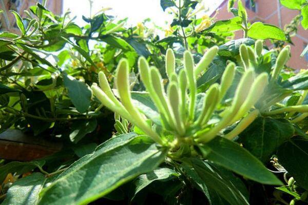 金銀花種植技術，春秋季節種植成活率最高