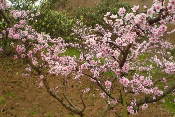 桃花秋天怎麼養，北方地區要做好保暖措施