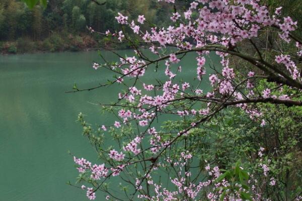 桃花夏季如何修剪，對桃花進行摘心以及疏枝處理