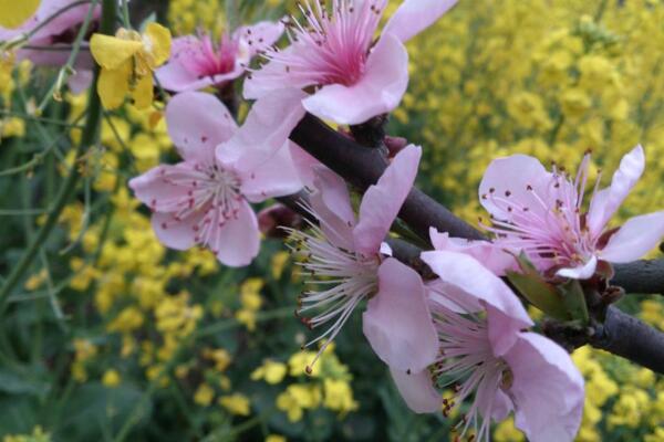 桃花夏季如何修剪，對桃花進行摘心以及疏枝處理