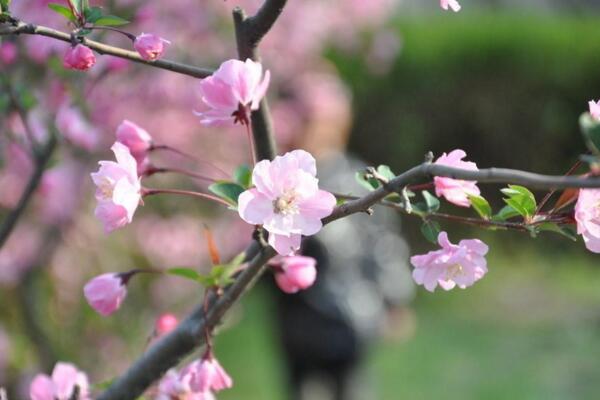 桃花夏季如何修剪，對桃花進行摘心以及疏枝處理