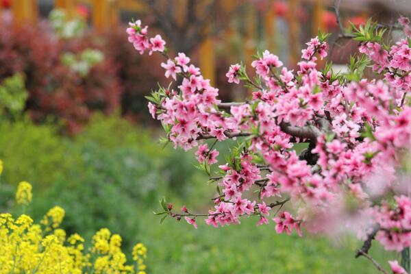 桃花夏季如何修剪，對桃花進行摘心以及疏枝處理