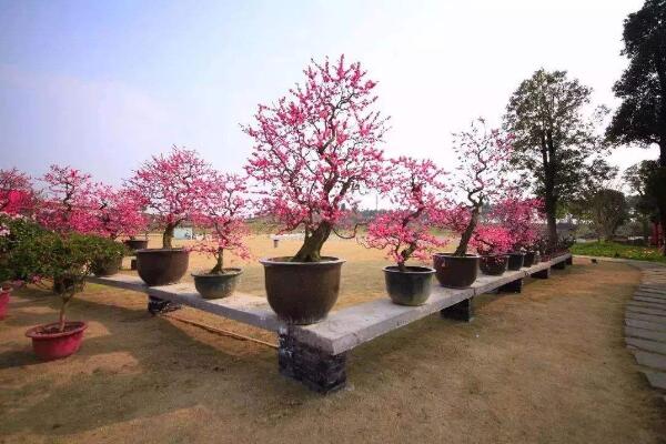 盆栽梅花的養殖方法，養好梅花必須要做好以下幾點