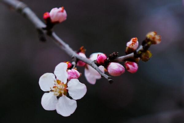 梅花幹枯了怎麼救活，先分析梅花幹枯的原因