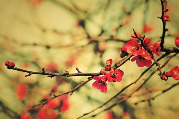 梅花為什麼不開花，光照、養分不足導致