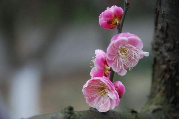 盆栽梅花怎麼澆水，梅花澆水4大要點