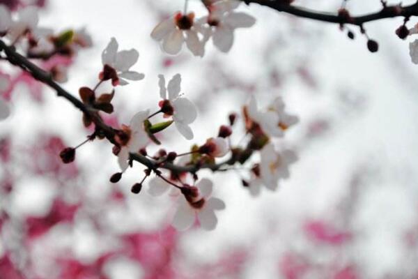 盆栽梅花怎麼澆水，梅花澆水4大要點