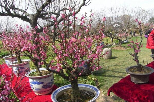 桃花盆栽養殖方法，忌使用堿土進行養護