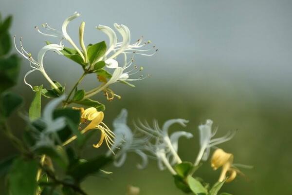 盆栽金銀花怎樣過冬，入室保暖並加強光照