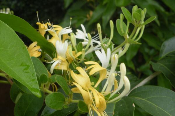 金銀花苗種植技術，4步即可完成金銀花的種植