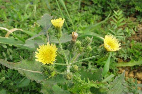 蒲公英和苦菜的區別，可以通過花、葉進行區分