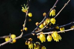 臘梅花怎麼養，臘梅花養殖5大要點