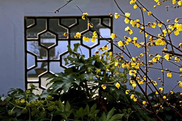 臘梅花怎麼養，臘梅花養殖5大要點