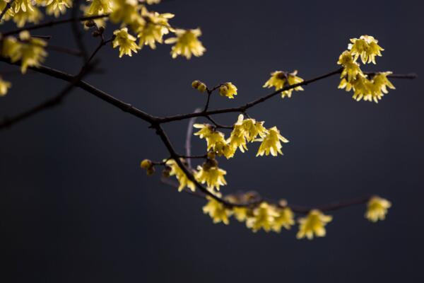 臘梅花怎麼養，臘梅花養殖5大要點