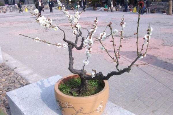 梅花盆景的養殖方法，1~2年就需要更換一次土壤